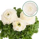 Bild von Ranonkel P12 Aanbieding White